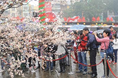 Lễ hội Hoa anh đào 2014 mở cửa ảnh 1